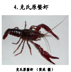 日本立法禁售小龙虾“小龙虾自由”没实现，小龙虾先自由了？