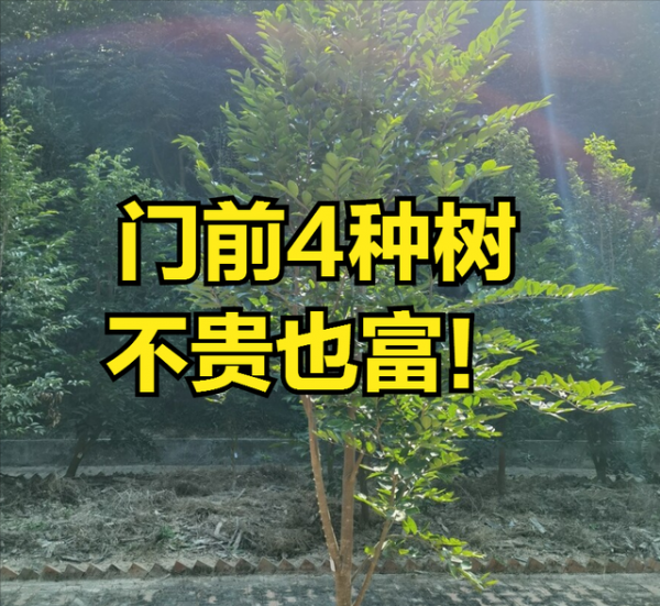 富不富门前树门前有这6种树生活差不到哪里去