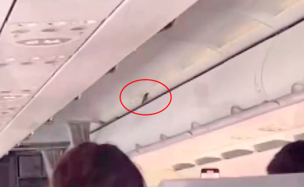 东航一客机高空飞行时舱内出现小鸟，资深机长：不可能是在飞行时进入机舱
