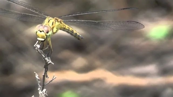 日本天价仿真蜻蜓防蚊子：可是 蚊子真的看得见吗？