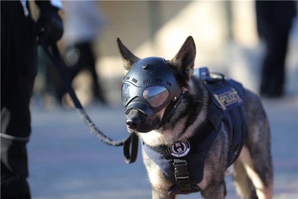 警犬的嗅觉有多灵敏？执行任务时，它直接闻出了对方的职业