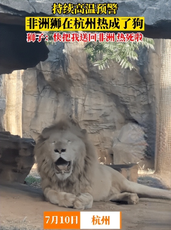 非洲狮在杭州热成了狗，不停张嘴吐舌头，工作人员：采用物理降温方式，没出现中暑现象