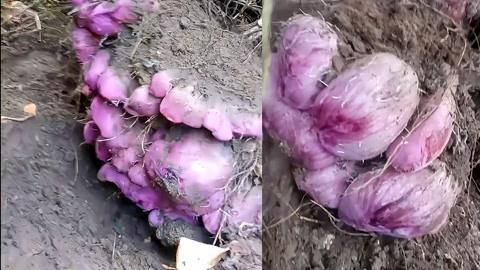 女子放羊意外发现十多斤野生紫薯
