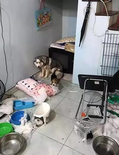 比格|养黑猫的猫奴，脚垫千万不要用黑色的，不然一不小心就会出猫命啊