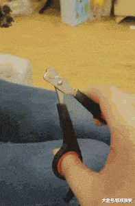 岁数|爆笑GIF图：吓得它都快会说话了