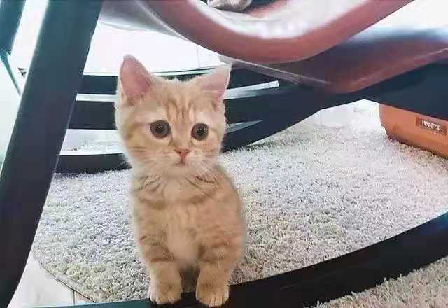 小王|原创 开心一刻笑话:小王给岳父买了一把电动剃须刀,可是一直没被用过