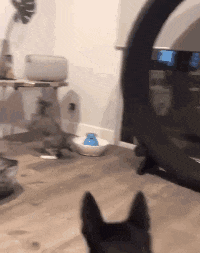 鞋子|搞笑GIF:我这鞋子不行,需要换一个,等一会我再上台!