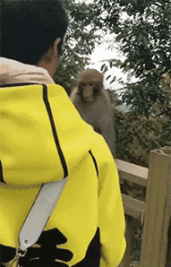 小狗|搞笑GIF：儿子说喜欢小狗，没办法弄了只，只有这一条件了