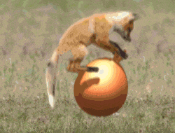 小明|开心趣图:搞笑动图宠物图片幽默段子来喽