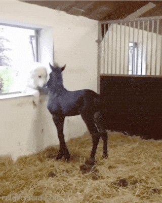 妹子|搞笑GIF:她发短信给他:“我要结婚了,但只要你有半