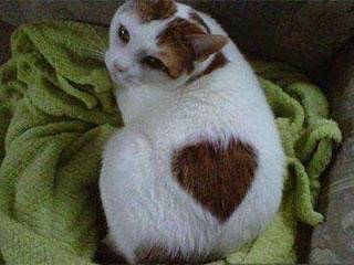 兔子|GIF搞笑趣图: 你放过我吧，我以后再也不偷吃了...