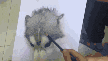 健身房|搞笑GIF: 能撑多久? 看的我好想去健身房