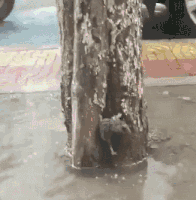 妹子|搞笑GIF：真是个吃货，都快下锅了还吃的这么香