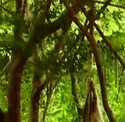 耳朵|搞笑动态图Gif: 揪你耳朵，你能拿我咋地