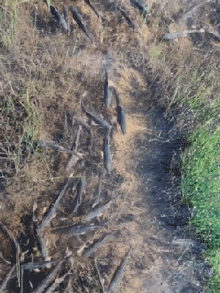 柯基|搞笑GIF趣图：大哥，踢球就踢球，为什么把鞋也踢飞了？