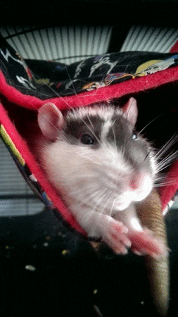 一笑倾城|清眉如黛一笑倾城，啊！我有种要射了的感觉！