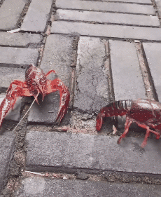 眼熟|搞笑GIF：妹子，你这碗怎么越看越眼熟呢？