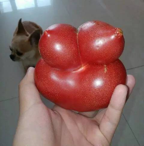 莫言|活捉一枚混进土豆家族里的人类卧底！