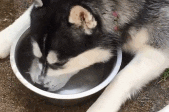 功力|搞笑GIF：这功力可以啊！竟然真的砸不到！