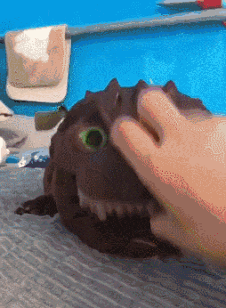 才艺|搞笑动态图gif: 这才是真正的网红,现在没点才艺都不敢老了