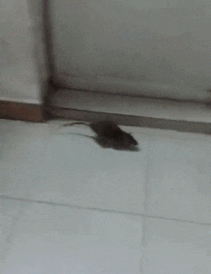 恩爱|搞笑gif：你们秀恩爱就算了，为什么还要伤害我