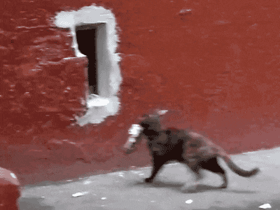 熟能生巧|搞笑GIF: 你还知道你做错了