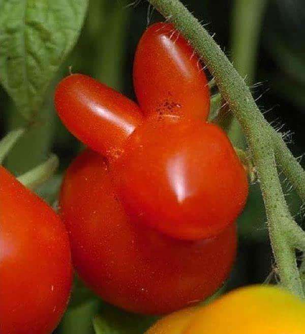 卫生纸|爆笑段子：帅哥走过来悄悄对我说：美女你的裙子扎内裤里了。