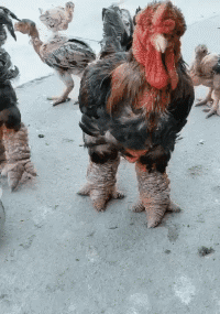 热情|搞笑GIF:感受一下我闺蜜有多热情，就问你吃不吃？