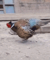 鸭子|搞笑gif:这是一只被老板训练过的鸭子,你就是套不中...