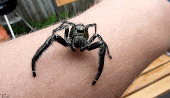 武松|搞笑GIF：他曾经是个王者，后来武松来了