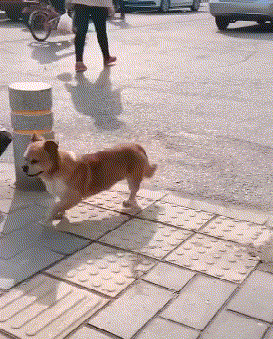 比赛|搞笑GIF动图：这场比赛厉害了，还没开始就已经结束了！