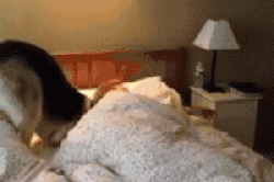 队友|遇上坑爹的狗队友,总是让人毫无防备又哭笑不得!