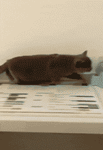 表妹|搞笑GIF：还没开始就已经结束，速度有点快啊!