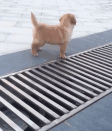 流水线|搞笑GIF：网红生产流水线，这种场面，你一定是第一次见吧！