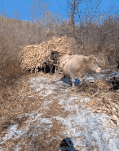 喇叭裤|搞笑GIF趣图：这种喇叭裤有多少80，90的回忆？