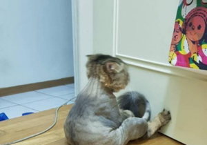 风采|搞笑GIF: 这两步走出了自信,走出了风采