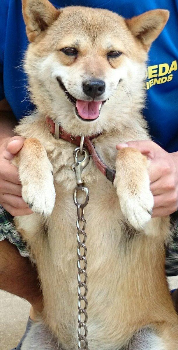 花园|要搬杂草去倒掉却抬不起来,低头一看差点笑死,当大爷柴超可爱!