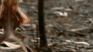 年级|这真的是香蕉吗?我怎么看着不像啊