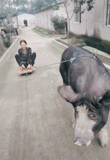 回事|搞笑大合集，这书一直冒气是怎么回事呢