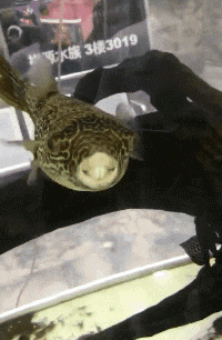 兰博|搞笑GIF：猴子：你一个大男人咋那么小气！