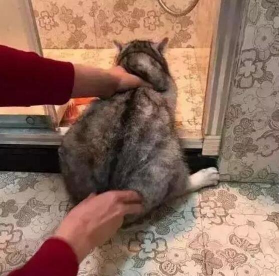 好不容易|养只猫容易吗,小家伙4个月没洗澡,还浪费精彩的周末,真尴尬!