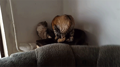 背景音乐|搞笑GIF：谁能猜出背景音乐是什么