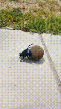 屎壳郎|搞笑GIF:屎壳郎:现在世界太干净了,想要弄这样一个球太难了