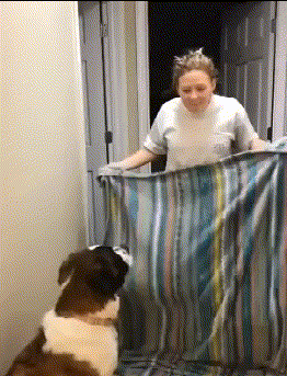 火鸡|搞笑gif: 这是戴的假发吗！