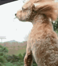 原汁原味|搞笑gif:结婚那天,出门的那一瞬间爸爸当场就崩溃了