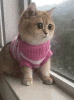 小可爱|搞笑gif:难道我不会躲?我又不傻!~