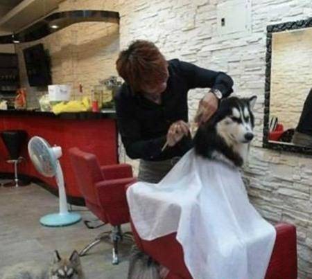 单身|爆笑GIF: 现在终于知道单身狗为啥这么多了