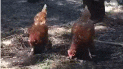 广阔|搞笑GIF: 你自由了, 奔跑吧! 这片广阔大地属于你了!