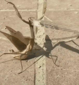 悟空|笑话趣图: 阿弥陀佛, 悟空你为何打它?