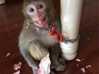 智商|爆笑GIF: 媳妇这智商没得救了。